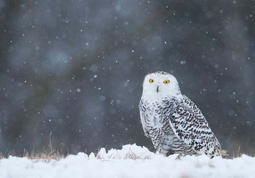 Snowy owl sitting on the plain, with snowflakes in the background, Czech Republic, Europe