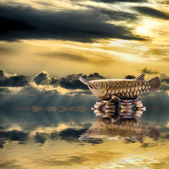 Feng Shui background. Silver arowana is reflected in water at sunrise