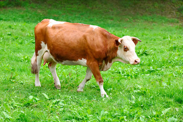 Naklejka na ściany i meble Cow on a pasture
