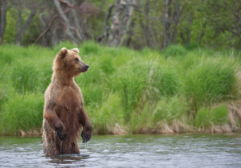 Grizzly bear standing in the river in rainy day, with green forest in background, Alaska, USA