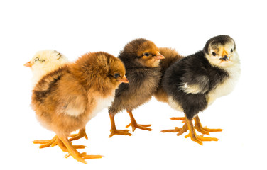 little chicken isolated