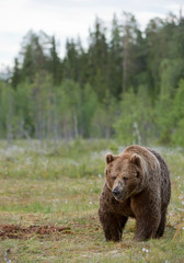 Huge male brown bear walking towards the photographer, Finland, Europe