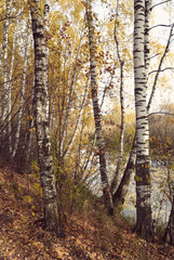 Birch grove on the lakeside of forest lake with Instagram style