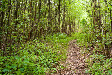 Footpath in the forest