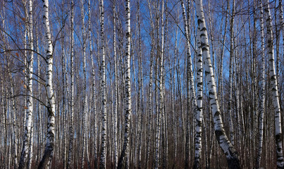 Fototapeta premium Early spring birch grove