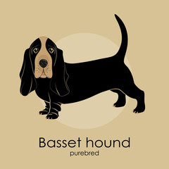 Dog breed Basset hound on a beige background