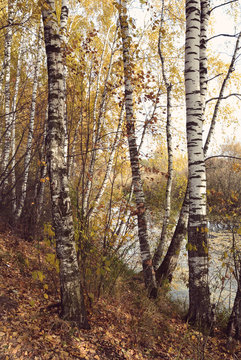 Birch grove on the lakeside of forest lake with Instagram style