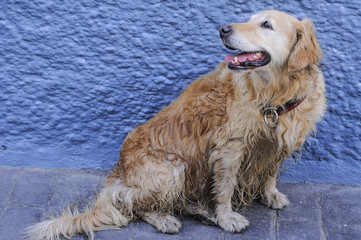 Golden retriever con cabeza ladeada junto a una pared azul