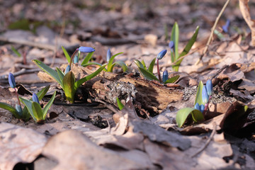 firs bluebell spring time