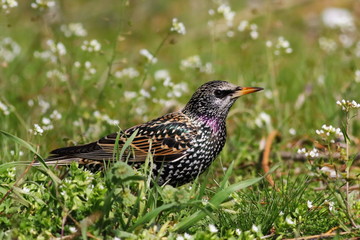 Common Starling  in green grass, Sturnus vulgaris
