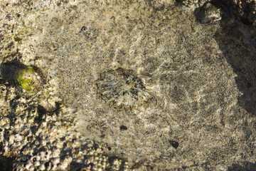 Napfschnecke unter Wasser