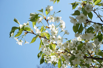 桜