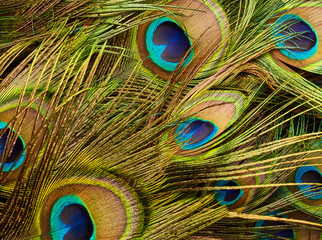 Texture of peacock feathers