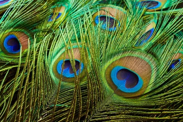 Crédence de cuisine en verre imprimé Paon Peacock feathers