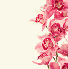 Fototapeta na wymiar Vintage photo with orchid flowers
