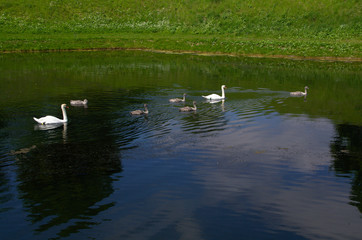 stagno
