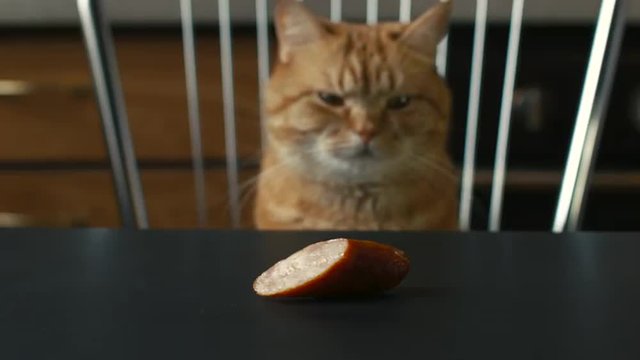 Cat Sitting in Front of a Piece of Sausage