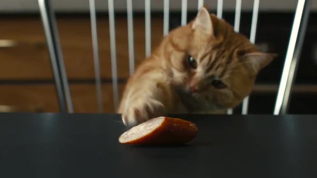 Red Cat is Trying to Get His Paw Sausage