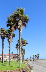 Costal Palms along Mandalay Beach Walkway, Oxnard, CA