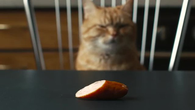 a Cat Staring at a Sausage
