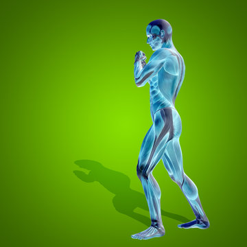 Conceptual 3D human man health anatomy on green