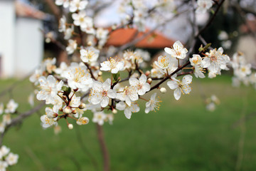 apple tree