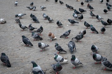 Pigeon close up on the ground