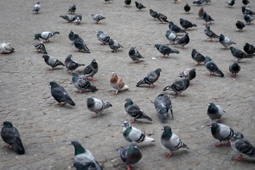 Naklejka premium Pigeon close up on the ground