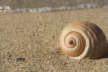 Seashell on the beach