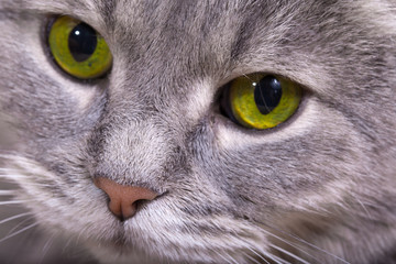 Naklejka na ściany i meble Fragment of a muzzle of a gray cat with bright eyes