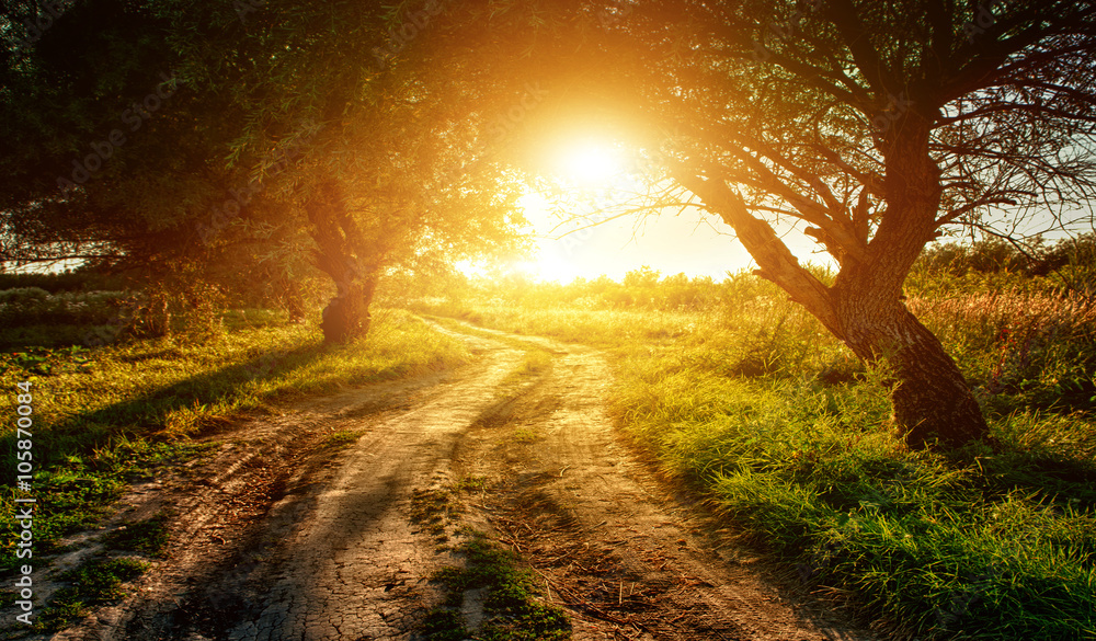 Wall mural rural road at sunset in the woods