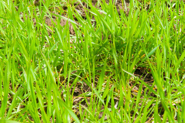 Green grass texture from a field