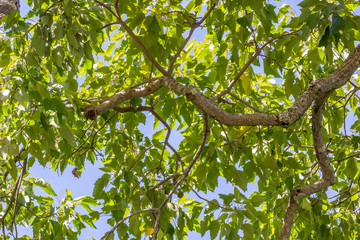 Galho de árvore com folhas verdes.
