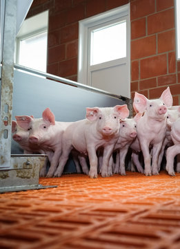 Schweinehaltung - niedliche Ferkel in einem Ferkelstall, Hochformat