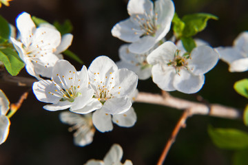 Spring blossoming of an apple-tree. Spring blossoming of cherry.