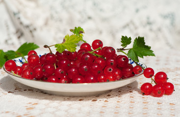 Red currant