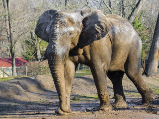 Fototapeta premium African elephant (Loxodonta africana)
