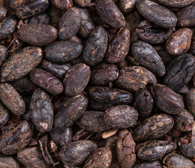 Roasted Cacao Beans