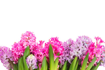 Obraz premium Pink and violet hyacinths