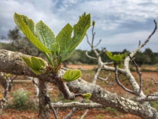 new spring shoots on a tree