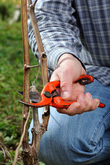 Close-up of a vine grower hand. Prune the vineyard with professional steel scissors. Traditional agriculture. 