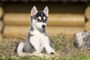 Siberian Husky on the grass in the park