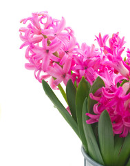 Fototapeta premium Pink and violet hyacinths