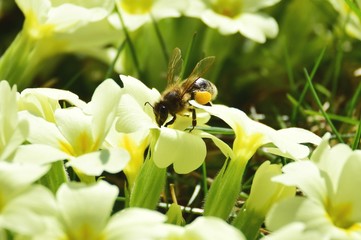 Biene auf Primel