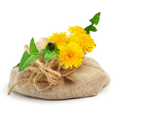 Dandelion flowers in sackcloth. Isolated on white background.
