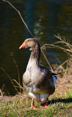Wild goose near river