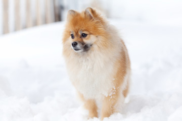 Pomerianian spitz in snow looking away