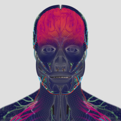 Anatomy brain wire frame. Human head with fine wire mesh detail and vivid colors.