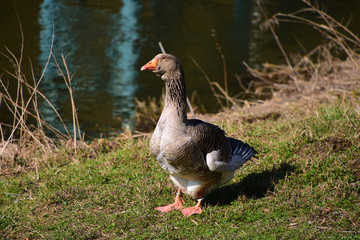 Wild goose near river