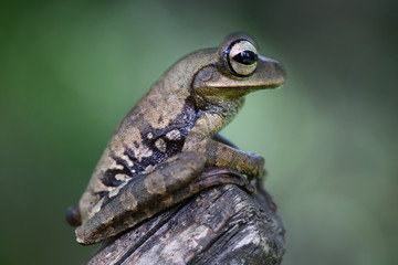 tropical tree frog Peru